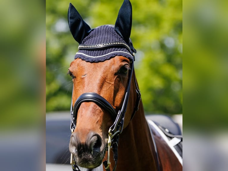 Westfale Wallach 11 Jahre 172 cm  in Niederkrüchten