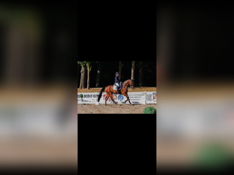 Westfale Wallach 11 Jahre 172 cm  in Niederkrüchten