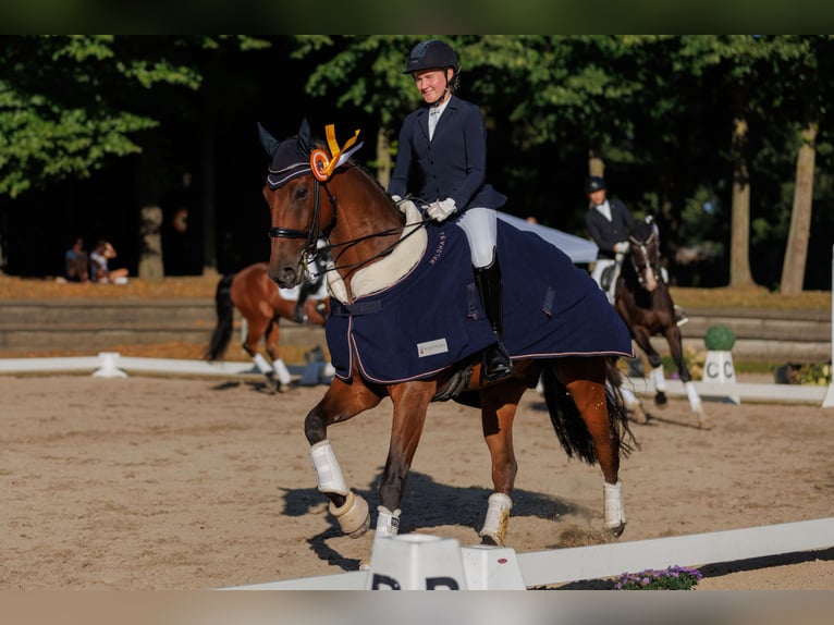 Westfale Wallach 11 Jahre 172 cm  in Niederkrüchten