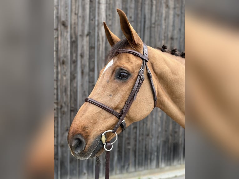 Westfale Wallach 11 Jahre 172 cm Dunkelfuchs in Walldorf