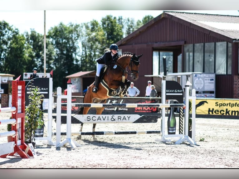 Westfale Wallach 11 Jahre 173 cm Brauner in Herzlake