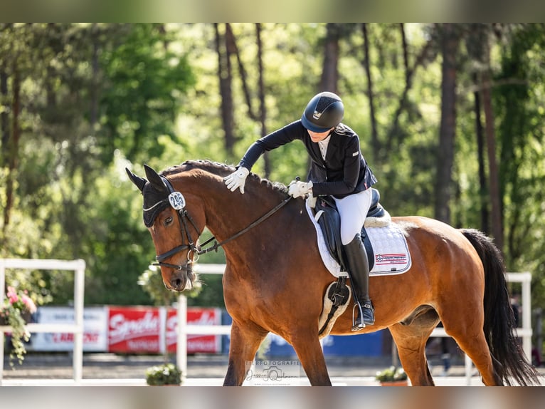 Westfale Wallach 11 Jahre 173 cm Brauner in Herzlake