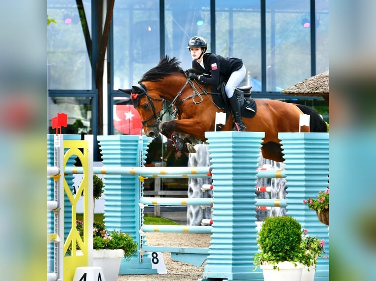 Westfale Wallach 11 Jahre 173 cm Brauner in Bar&#x142;omino