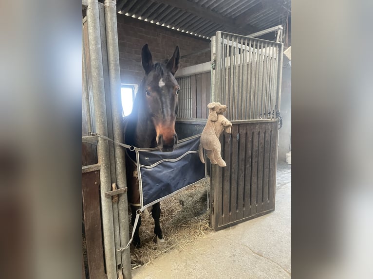 Westfale Wallach 11 Jahre 173 cm Dunkelbrauner in Versmold