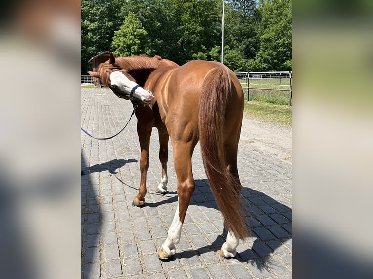 Westfale Wallach 11 Jahre 174 cm Fuchs in Hamburg