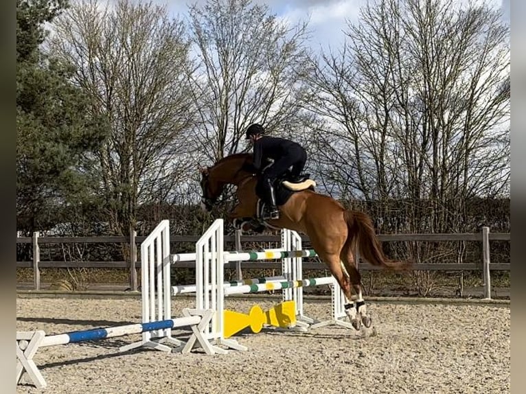 Westfale Wallach 11 Jahre 174 cm Fuchs in Hamburg