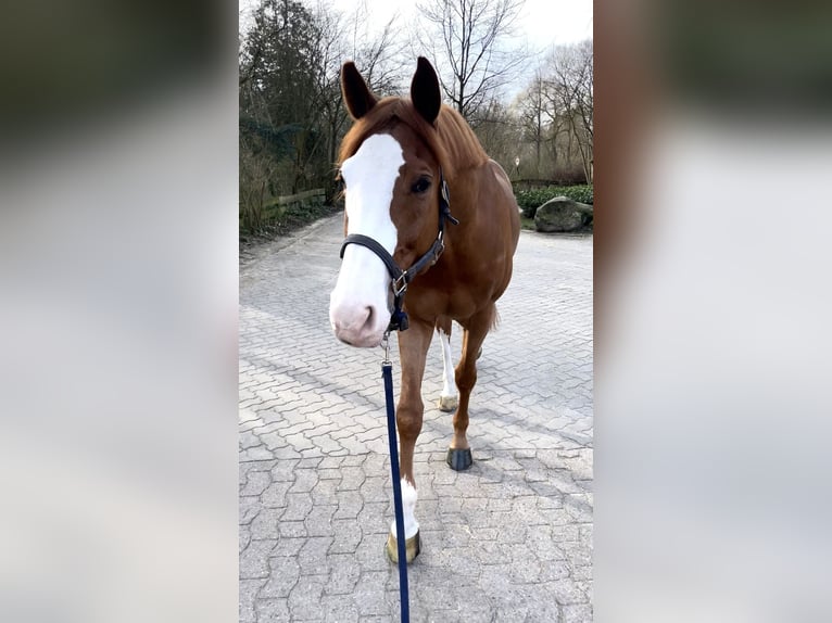 Westfale Wallach 11 Jahre 174 cm Fuchs in Hamburg