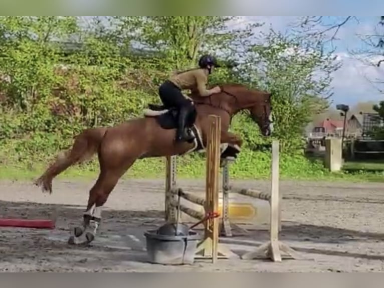 Westfale Wallach 11 Jahre 174 cm Fuchs in Hamburg