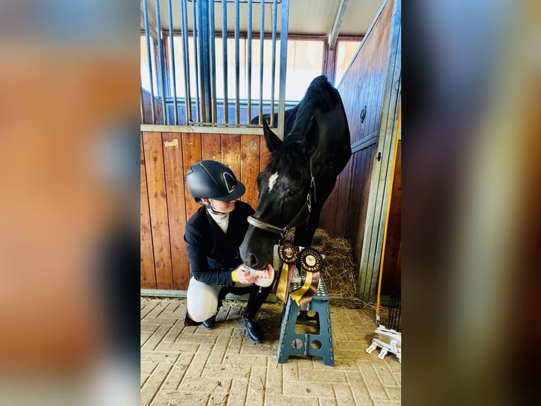 Westfale Wallach 11 Jahre 174 cm Rappe in Baldham