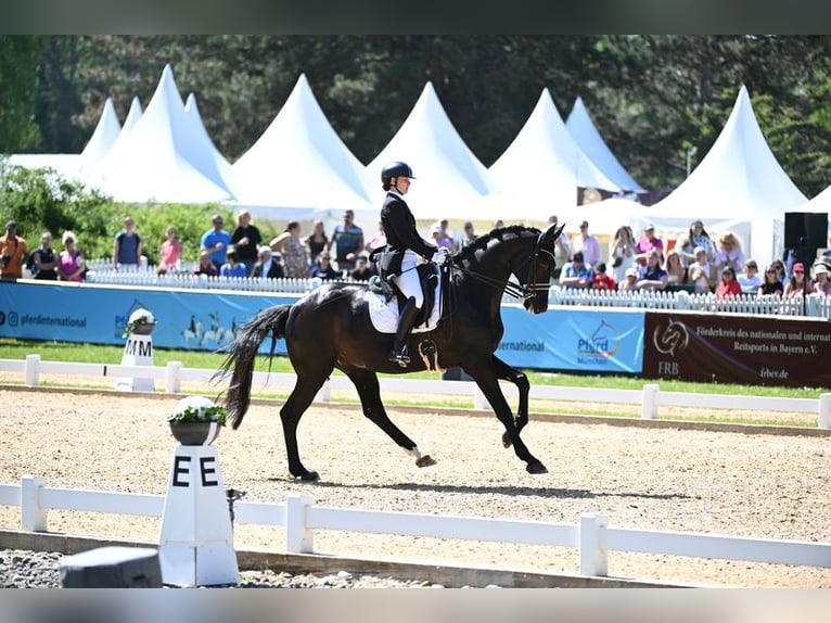 Westfale Wallach 11 Jahre 174 cm Rappe in Baldham