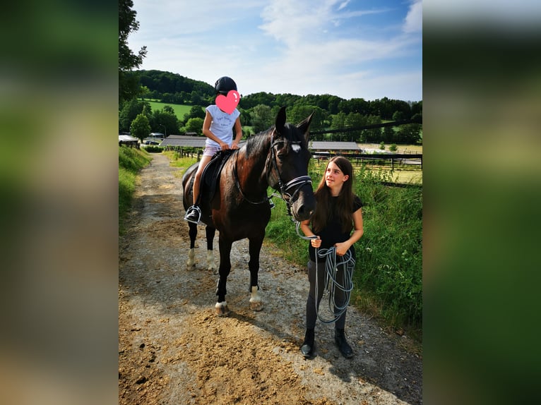 Westfale Wallach 11 Jahre 174 cm Rappe in Bielefeld