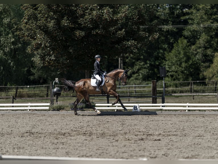 Westfale Wallach 11 Jahre 175 cm Brauner in Niederkrüchten