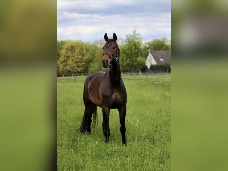 Westfale Wallach 11 Jahre 175 cm Brauner in Niederkrüchten