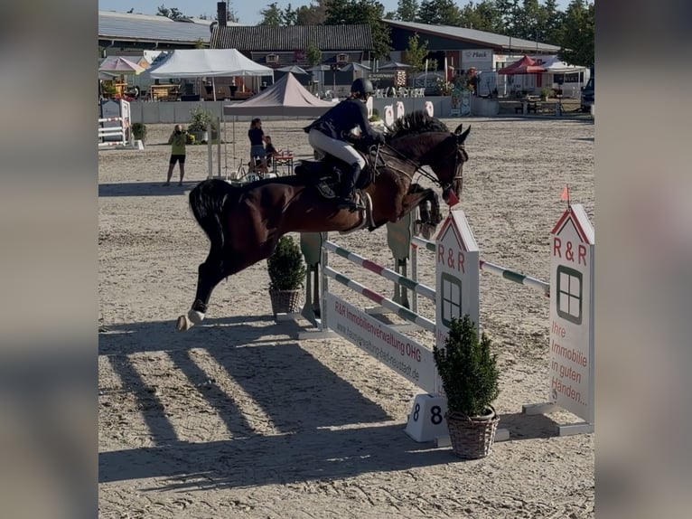 Westfale Wallach 11 Jahre 175 cm Dunkelbrauner in Frankfurt am Main