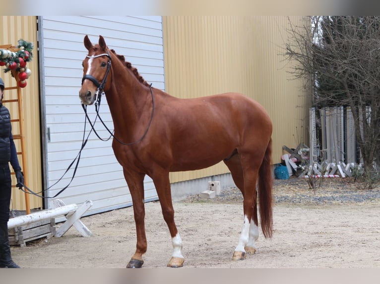 Westfale Wallach 11 Jahre 175 cm Fuchs in Erftstadt