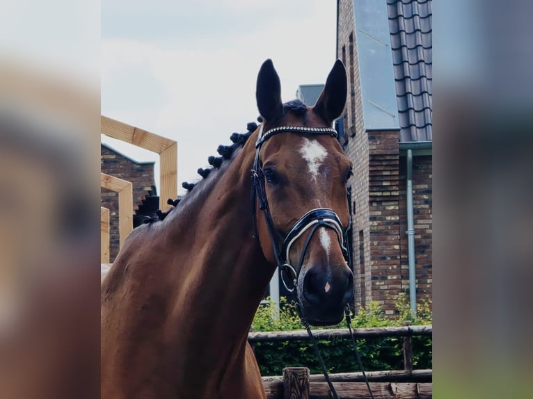 Westfale Wallach 11 Jahre 176 cm Brauner in Someren