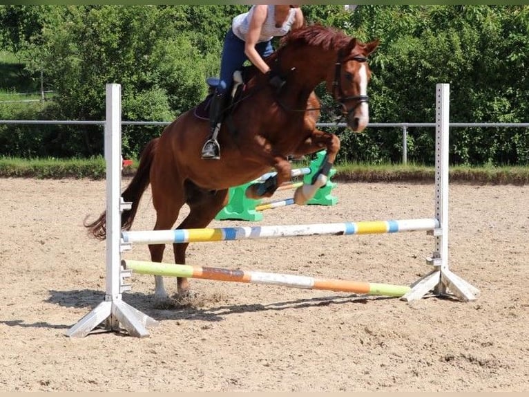 Westfale Wallach 11 Jahre 176 cm Fuchs in Wolfsheim