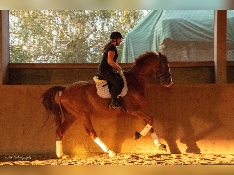 Westfale Wallach 11 Jahre 176 cm Fuchs in Wolfsheim