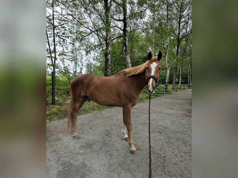 Westfale Wallach 11 Jahre 176 cm Fuchs in Ratingen