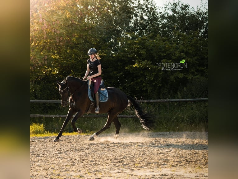 Westfale Wallach 11 Jahre 178 cm Rappe in Erkelenz
