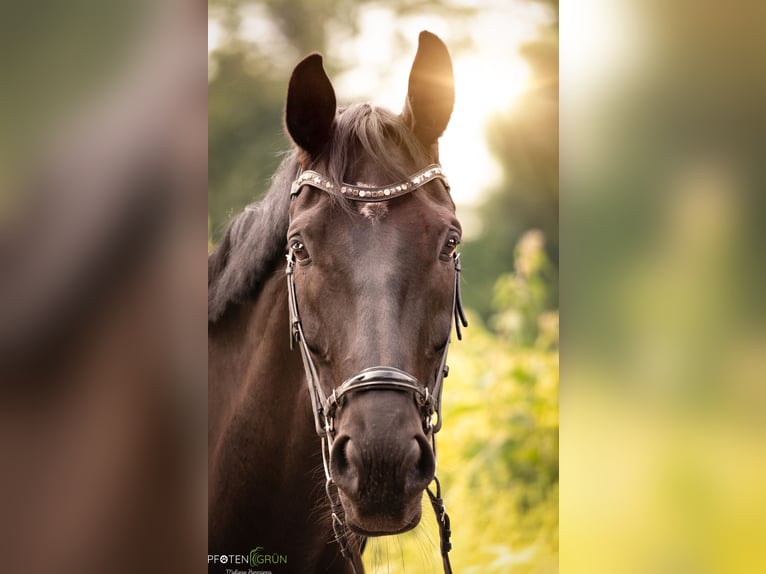 Westfale Wallach 11 Jahre 178 cm Rappe in Erkelenz