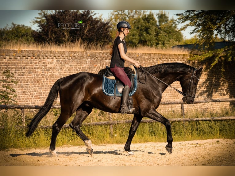 Westfale Wallach 11 Jahre 178 cm Rappe in Erkelenz