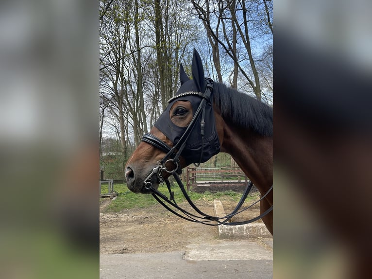 Westfale Wallach 11 Jahre 183 cm Brauner in Köln