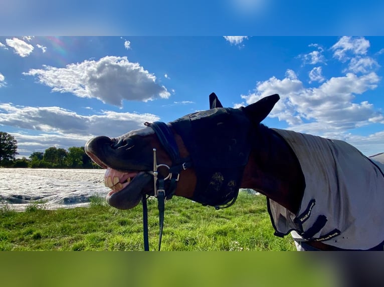 Westfale Wallach 11 Jahre 183 cm Brauner in Lippstadt