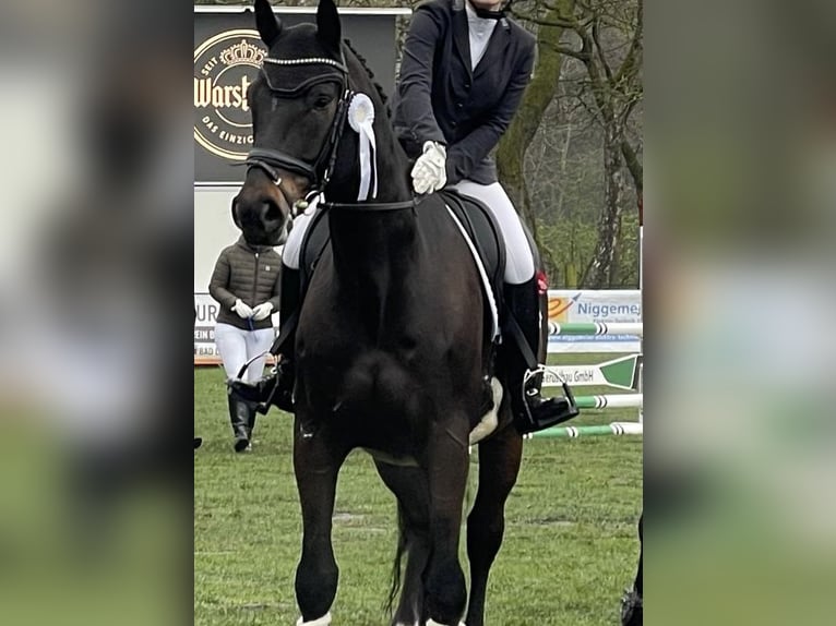 Westfale Wallach 11 Jahre 183 cm Dunkelbrauner in Bad Lippspringe