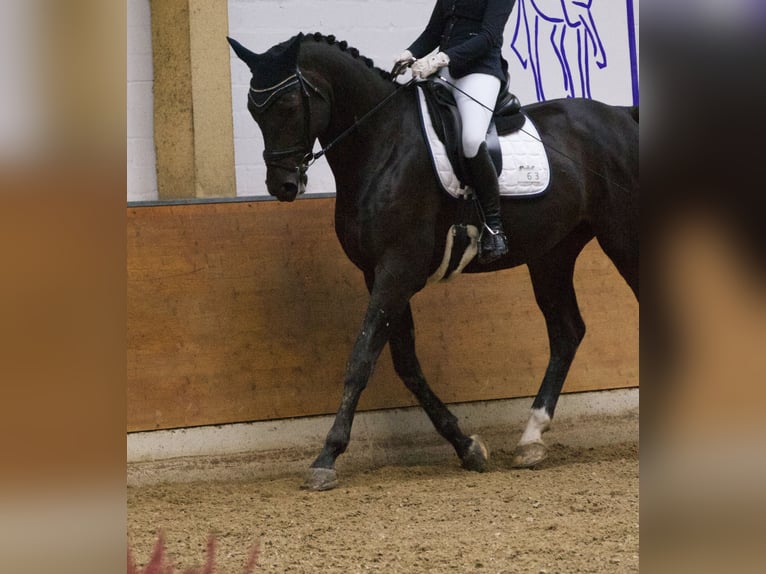 Westfale Wallach 11 Jahre 183 cm Dunkelbrauner in Bad Lippspringe