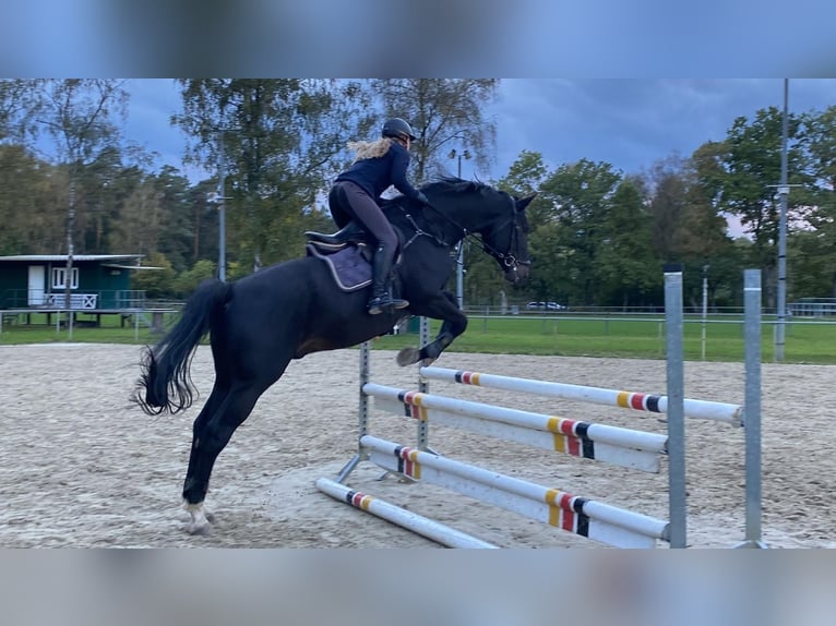 Westfale Wallach 11 Jahre 183 cm Dunkelbrauner in Bad Lippspringe