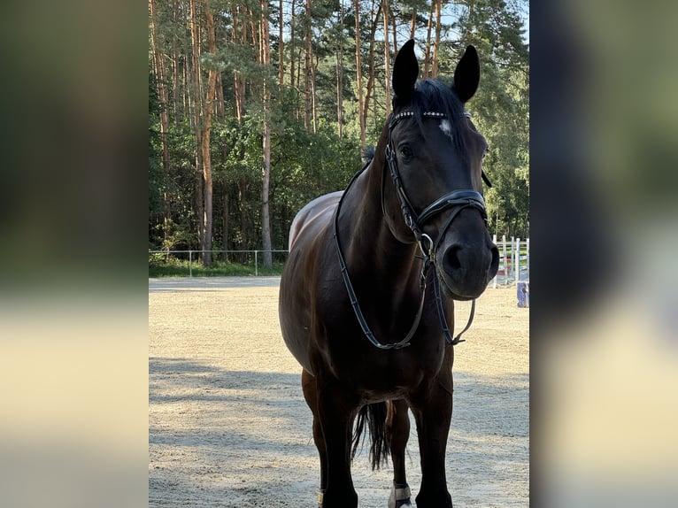 Westfale Wallach 11 Jahre 183 cm Dunkelbrauner in Bad Lippspringe