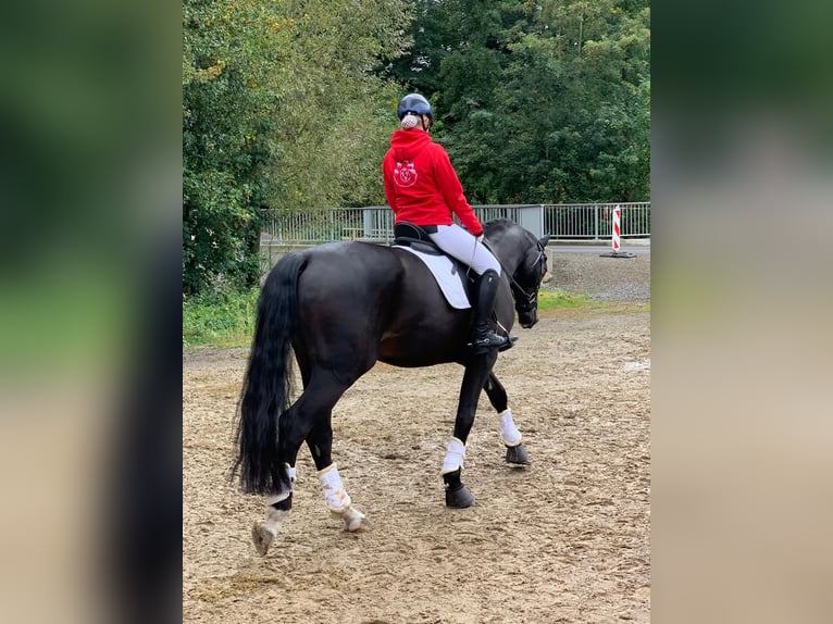 Westfale Wallach 11 Jahre 183 cm Dunkelbrauner in Bad Lippspringe
