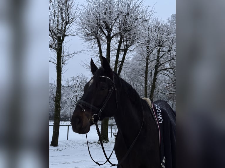Westfale Wallach 11 Jahre 183 cm Dunkelbrauner in Bad Lippspringe