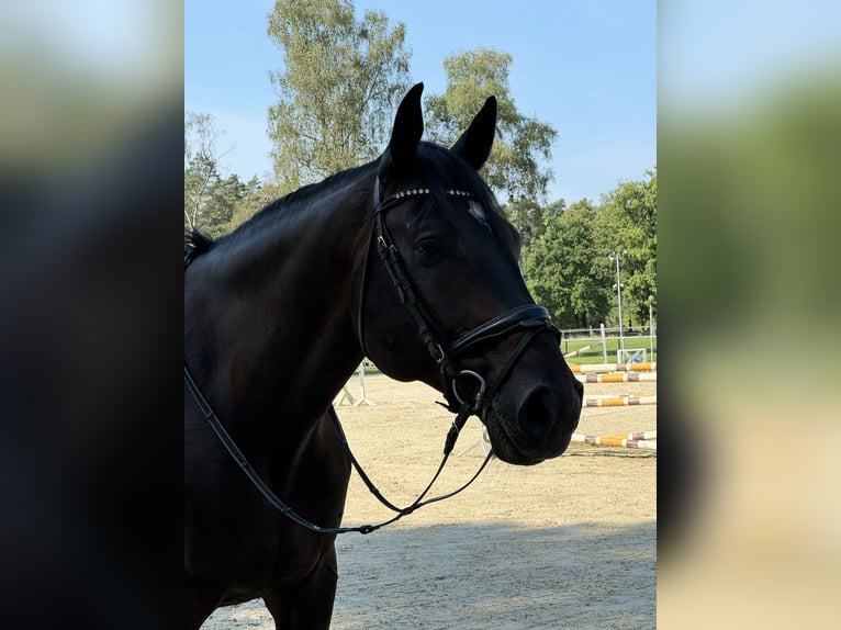 Westfale Wallach 11 Jahre 183 cm Dunkelbrauner in Bad Lippspringe
