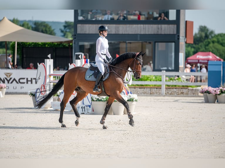 Westfale Wallach 11 Jahre Brauner in Salgen