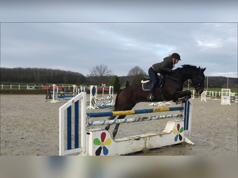 Westfale Wallach 12 Jahre 165 cm Brauner in Beckum