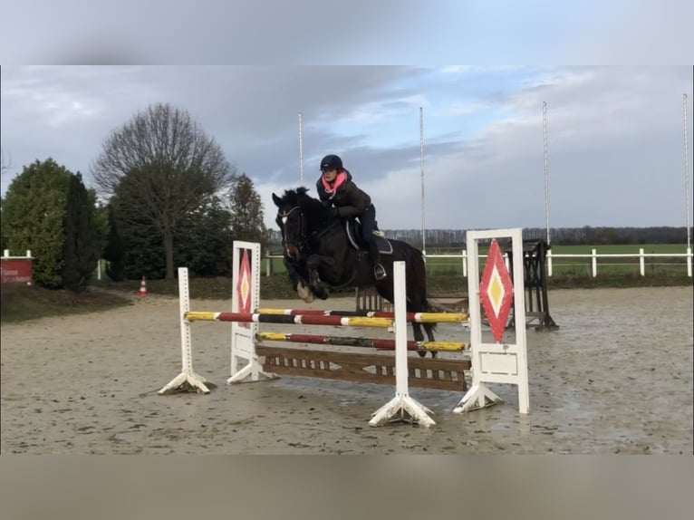 Westfale Wallach 12 Jahre 165 cm Brauner in Beckum