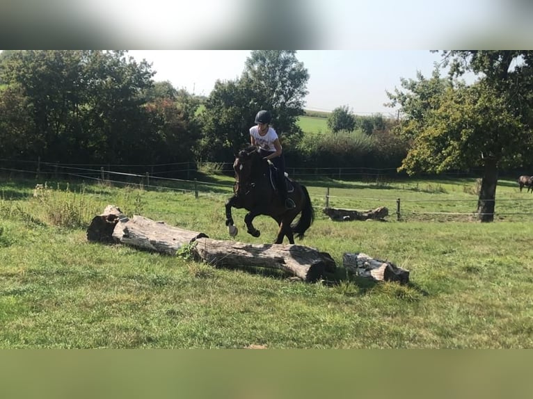Westfale Wallach 12 Jahre 165 cm Brauner in Beckum