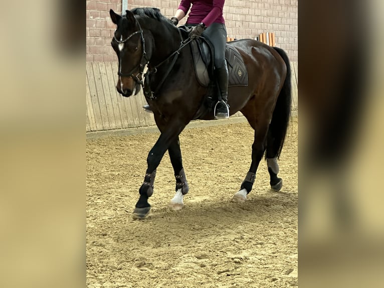 Westfale Wallach 12 Jahre 165 cm Brauner in Beckum