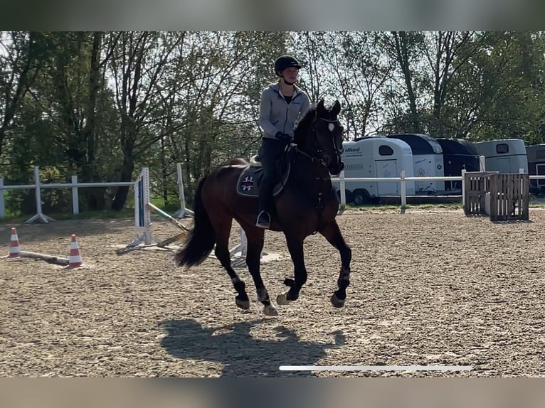 Westfale Wallach 12 Jahre 165 cm Brauner in Beckum