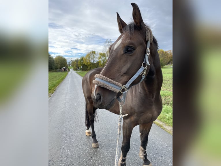 Westfale Wallach 12 Jahre 165 cm Brauner in Beckum