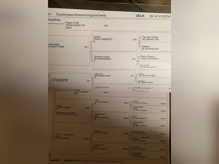 Westfale Wallach 12 Jahre 165 cm Brauner in Salzkotten