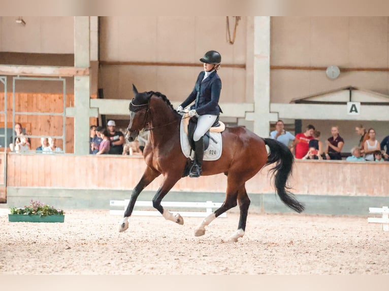 Westfale Wallach 12 Jahre 165 cm Dunkelbrauner in Overath