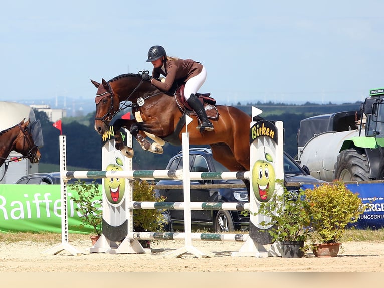 Westfale Wallach 12 Jahre 165 cm Dunkelbrauner in Overath