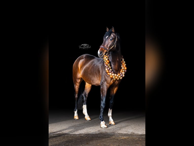 Westfale Wallach 12 Jahre 165 cm Dunkelbrauner in Overath