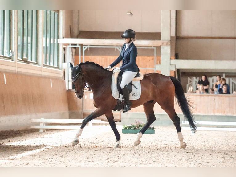 Westfale Wallach 12 Jahre 165 cm Dunkelbrauner in Overath