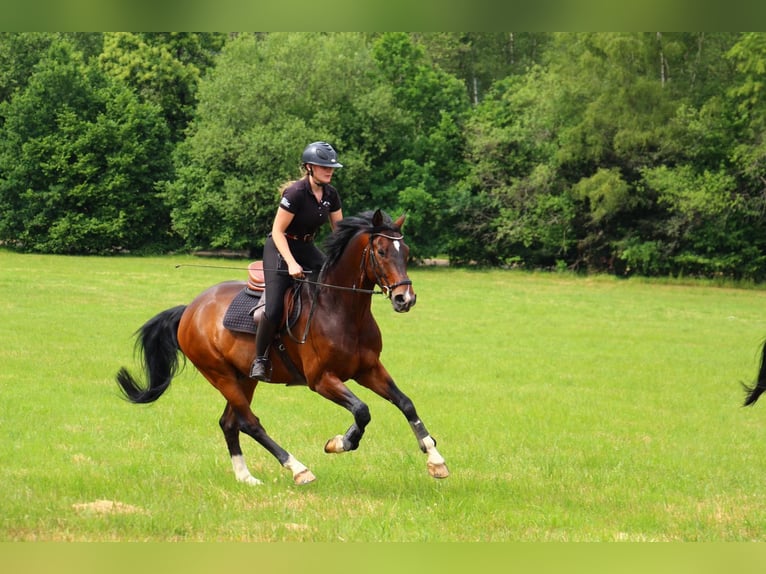 Westfale Wallach 12 Jahre 165 cm Dunkelbrauner in Overath