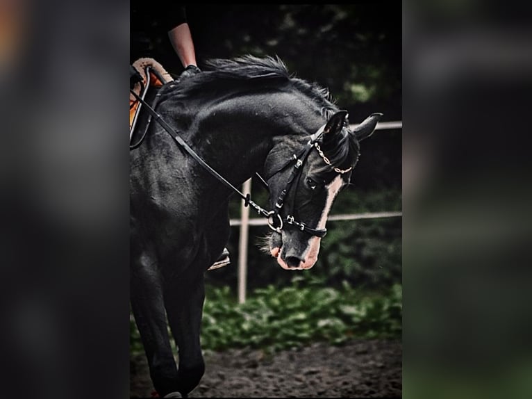 Westfale Wallach 12 Jahre 166 cm Rappe in Cuxhaven