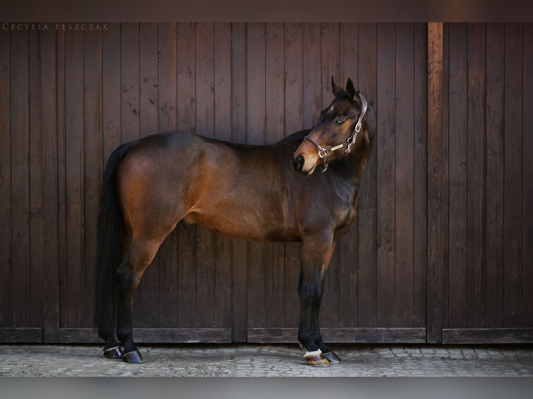 Westfale Wallach 12 Jahre 167 cm Brauner in Bednary